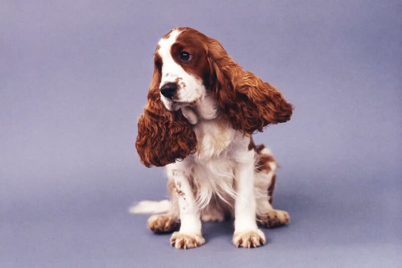 A spaniel sitting calmly after a groom
