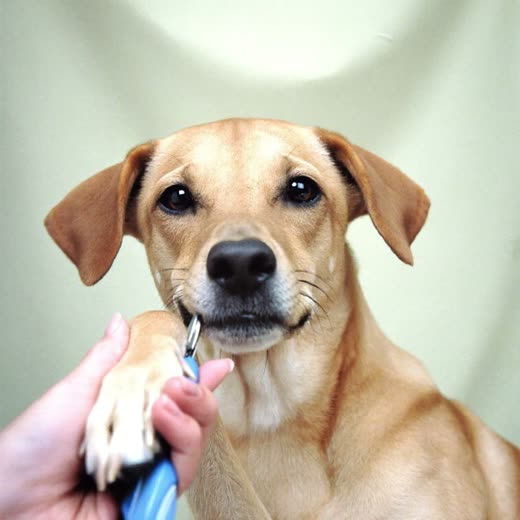 A dog's paw being held for a nail trim